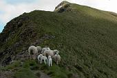 004 Pecore e agnelli verso il monte Di-Sopra